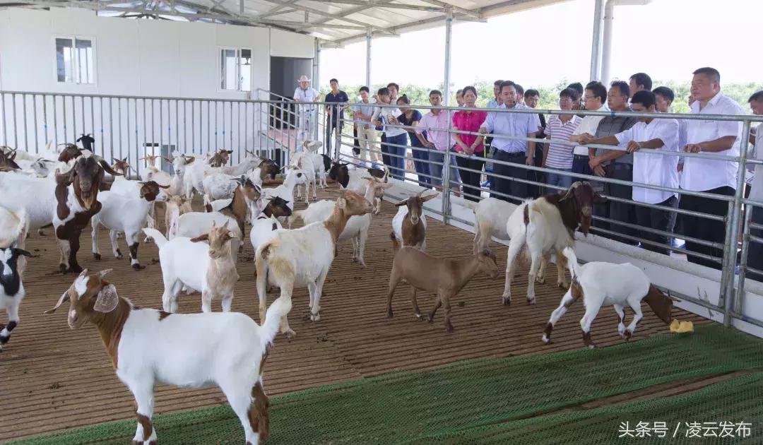 茶乡“领头阳”的人善茶方纯