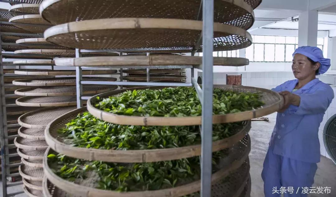 茶乡“领头阳”的人善茶方纯