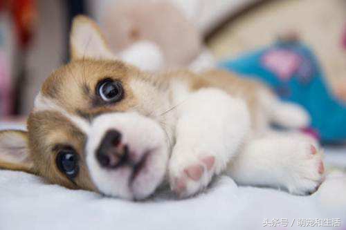 土狗有皮肤病应该怎么打理,宠物常见的皮肤病及治疗方法