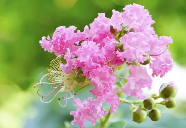 全国31省会城市的市花,全国56个市市花