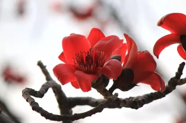 全国31省会城市的市花,全国56个市市花