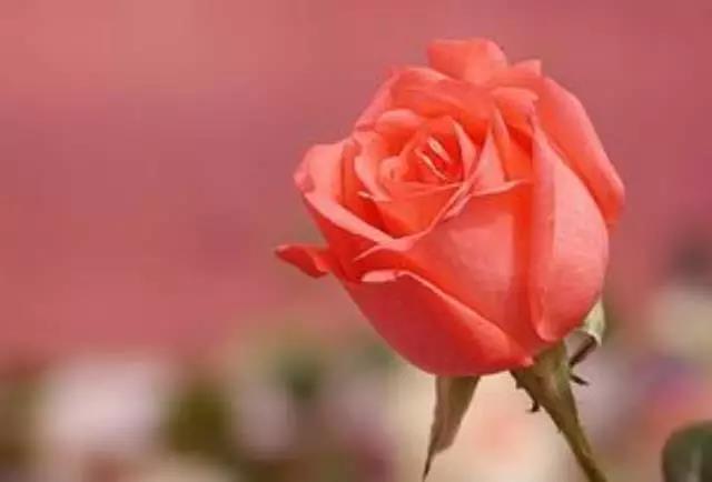 全国31省会城市的市花,全国56个市市花