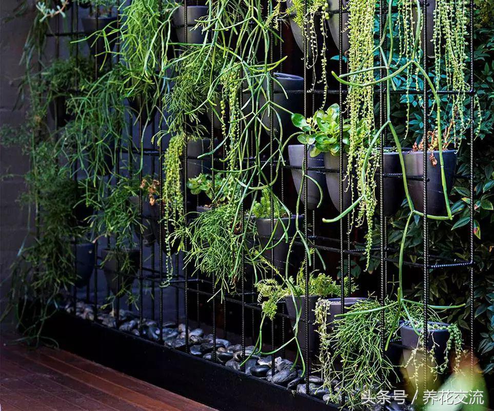 可以爬满墙还好看的植物,可以种在花盆里的乔木