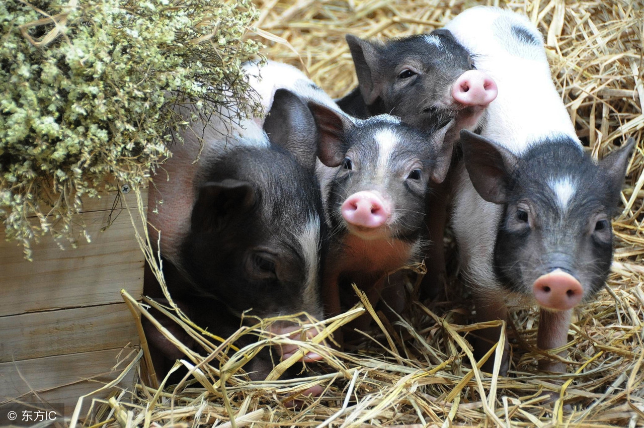 副猪嗜血杆菌难防难治,是因为健康猪体内也有,养猪人应该这样防