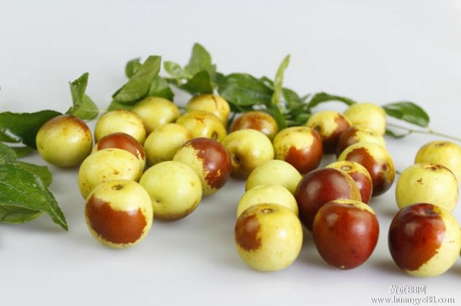 百果之王之首,沾化王福田冬枣