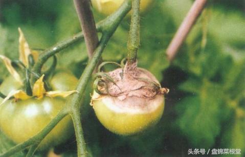 碱地柿子的正确做法,碱地柿子种植方法