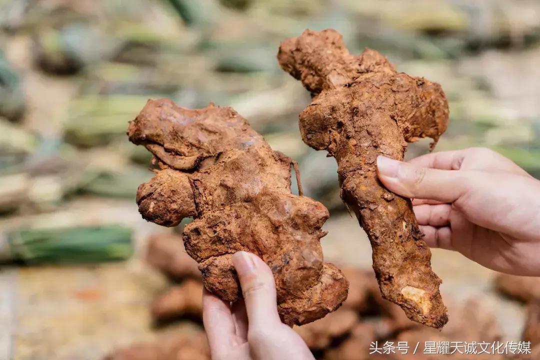 广东顺德正宗龟苓膏,顺德黄老太龟苓膏做法