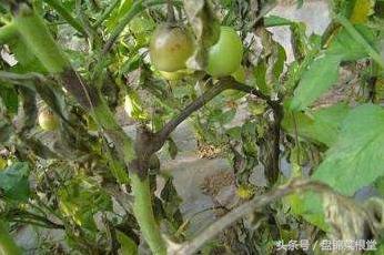 碱地柿子的正确做法,碱地柿子种植方法