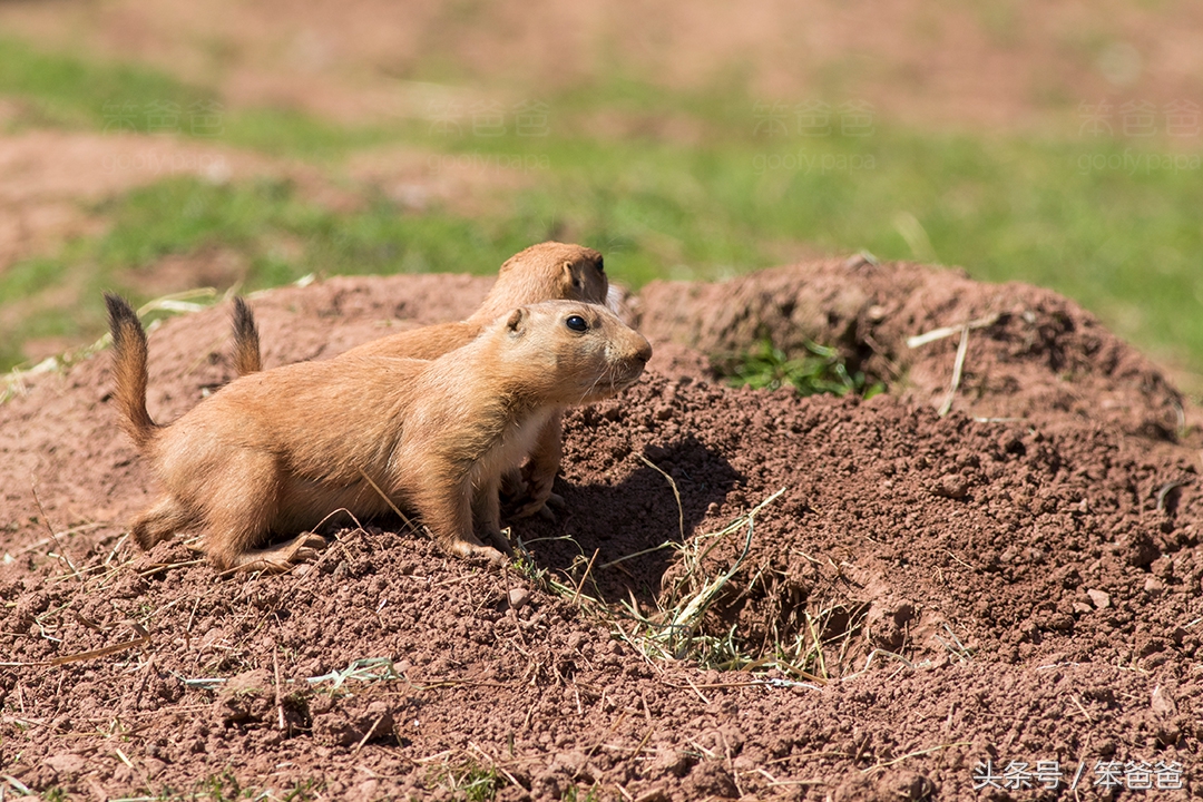 长得像猞猁但尾巴很长的动物,黑尾土拨鼠和旱獭哪个好看