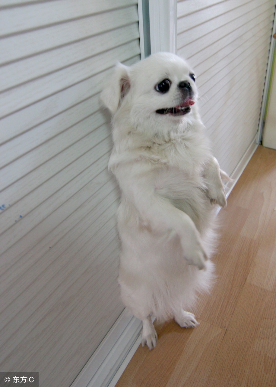 养一只狗需要准备什么东西,养一只狗前期需要多少钱