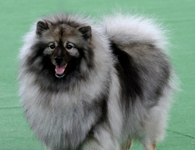 养一只狗需要准备什么东西,养一只狗前期需要多少钱