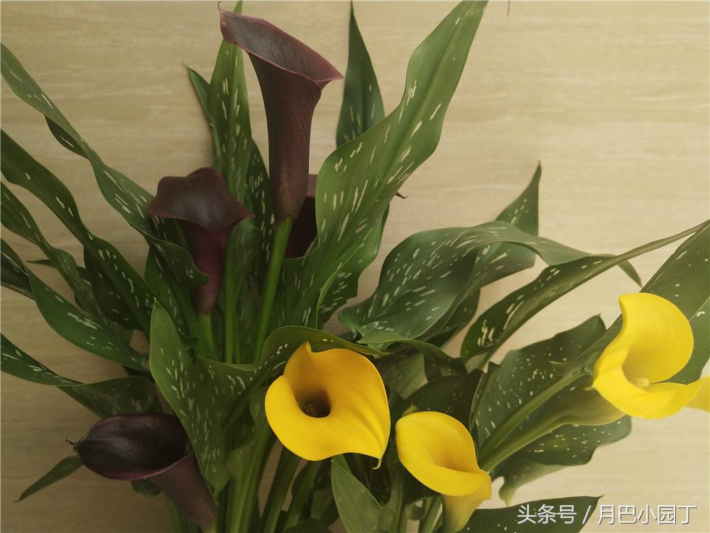 马蹄莲夏季怎么养才能开花快,马蹄莲怎么养护让它第二年开花