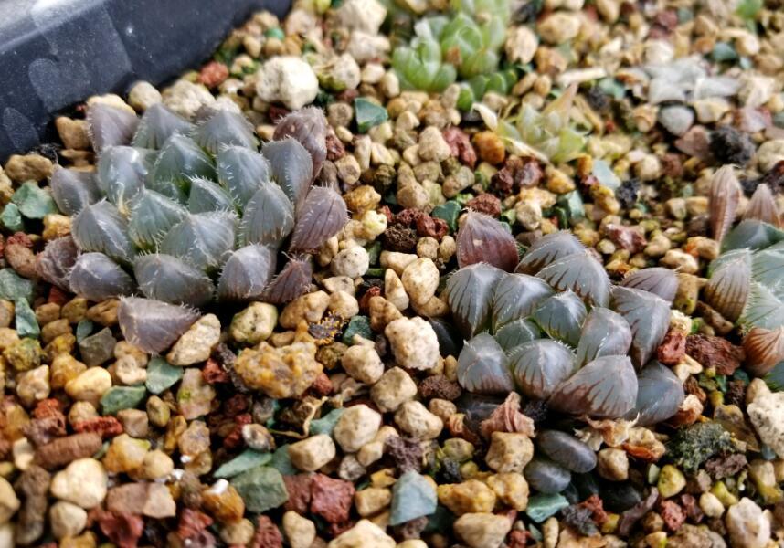 玉露晒伤可以浇水吗,玉露变色晒伤变灰怎么办