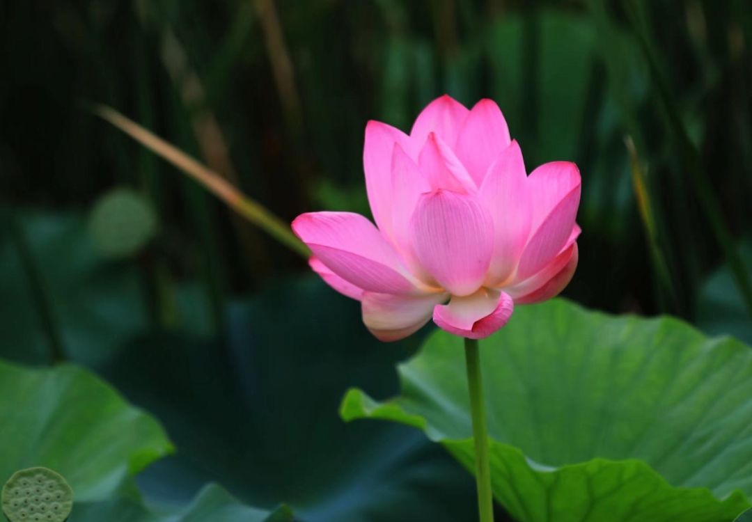 触手可及的只是短暂的幸福,触手可及的才是真实的