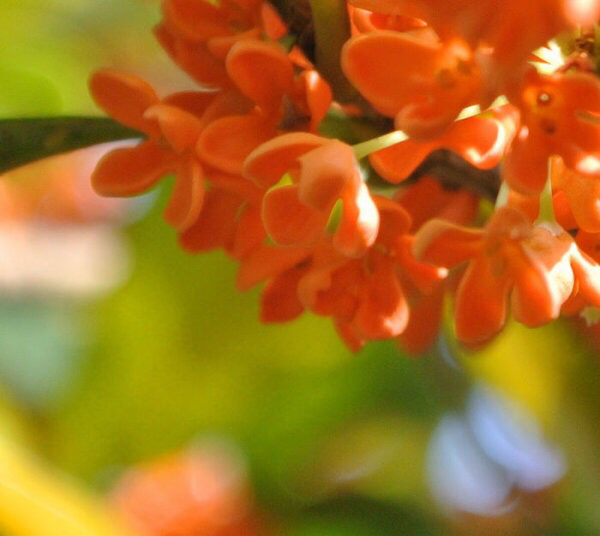 桂花飘香ll绿玉枝头万点黄，缕缕清香满庭芬