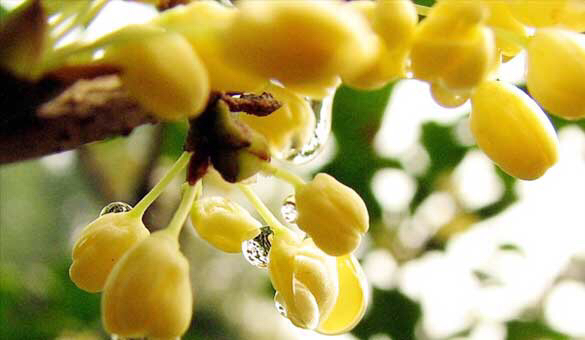 桂花飘香ll绿玉枝头万点黄，缕缕清香满庭芬