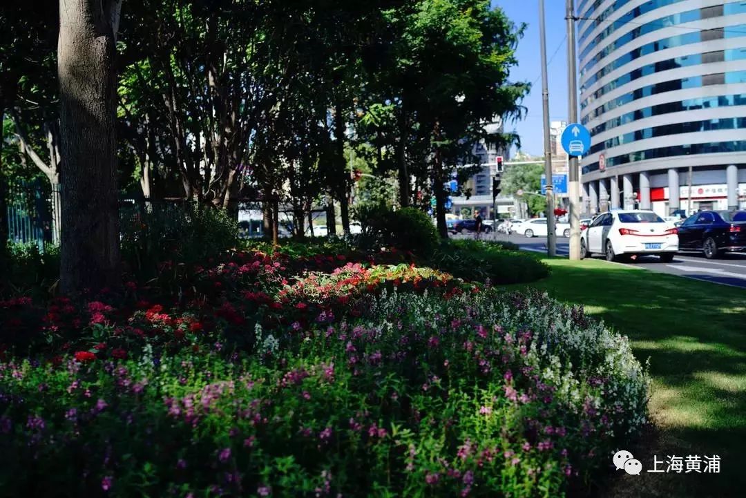 臭水浜变成了林荫道,《从臭水浜到林荫道》小学课文