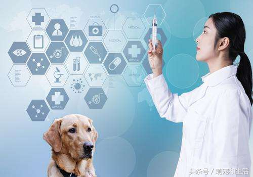 被猫狗抓伤得狂犬病几率有多大,被猫狗抓伤为什么会感染狂犬病