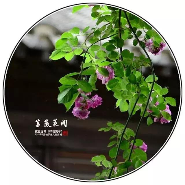 前缘如梦听书全集,前缘如梦小说全名