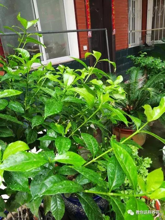 绿萝过冬后叶子全掉了,绿萝过完冬叶子黄了还能活吗