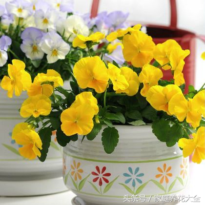 6种耐阴开花两不误的花,什么花适合阳台种植一年四季开花