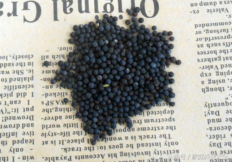 6种耐阴开花两不误的花,什么花适合阳台种植一年四季开花