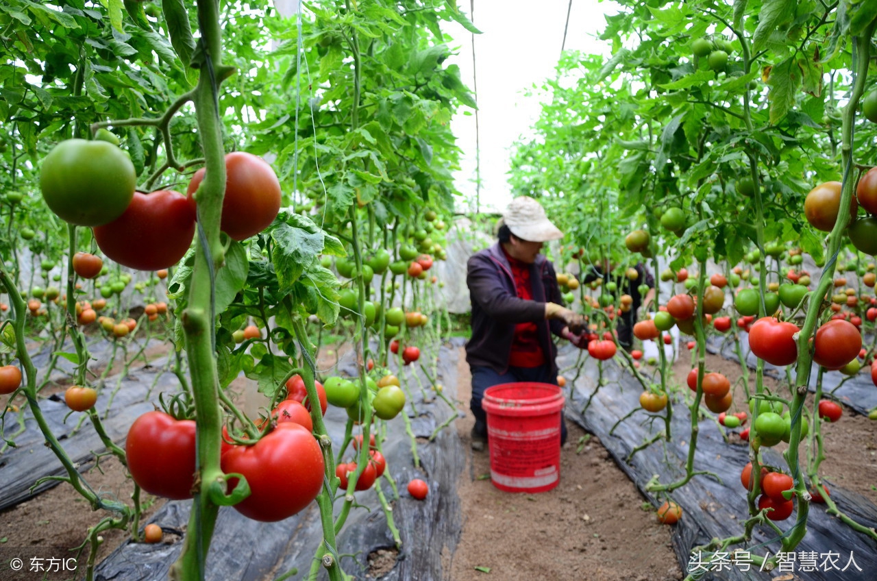 西红柿枯萎怎么救活,西红柿苗根腐烂怎么补救