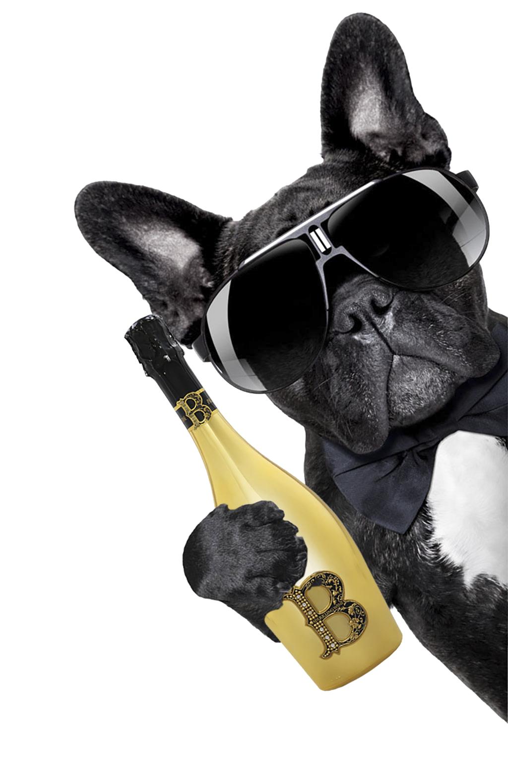 什么品牌狗粮是正规的国产狗粮,狗粮最好十大品牌排行