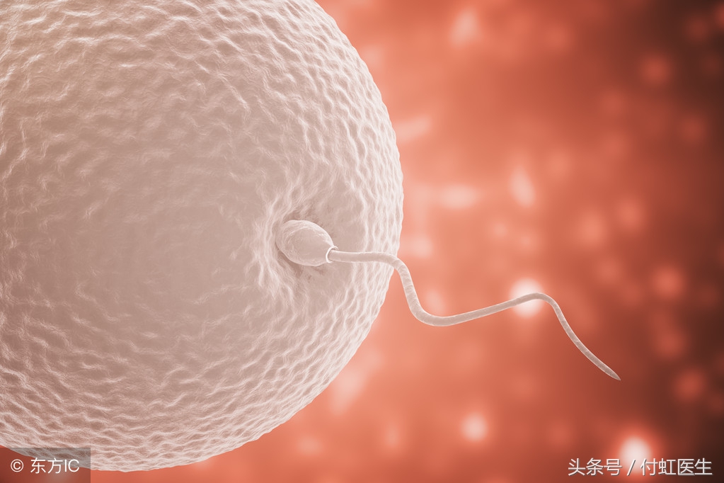 要想一亲卵子小姐的芳泽，精子先生需要突破三个关口！