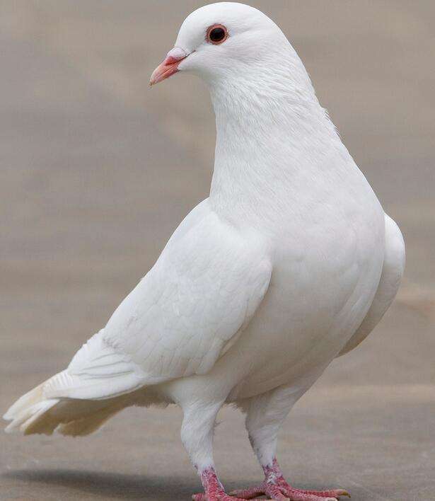 动物眼中的人类有多可怕,动物眼中的世界居然是这样