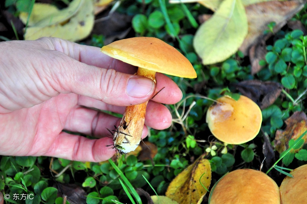 狐臭最有效的食疗方法,狐臭各种小妙招