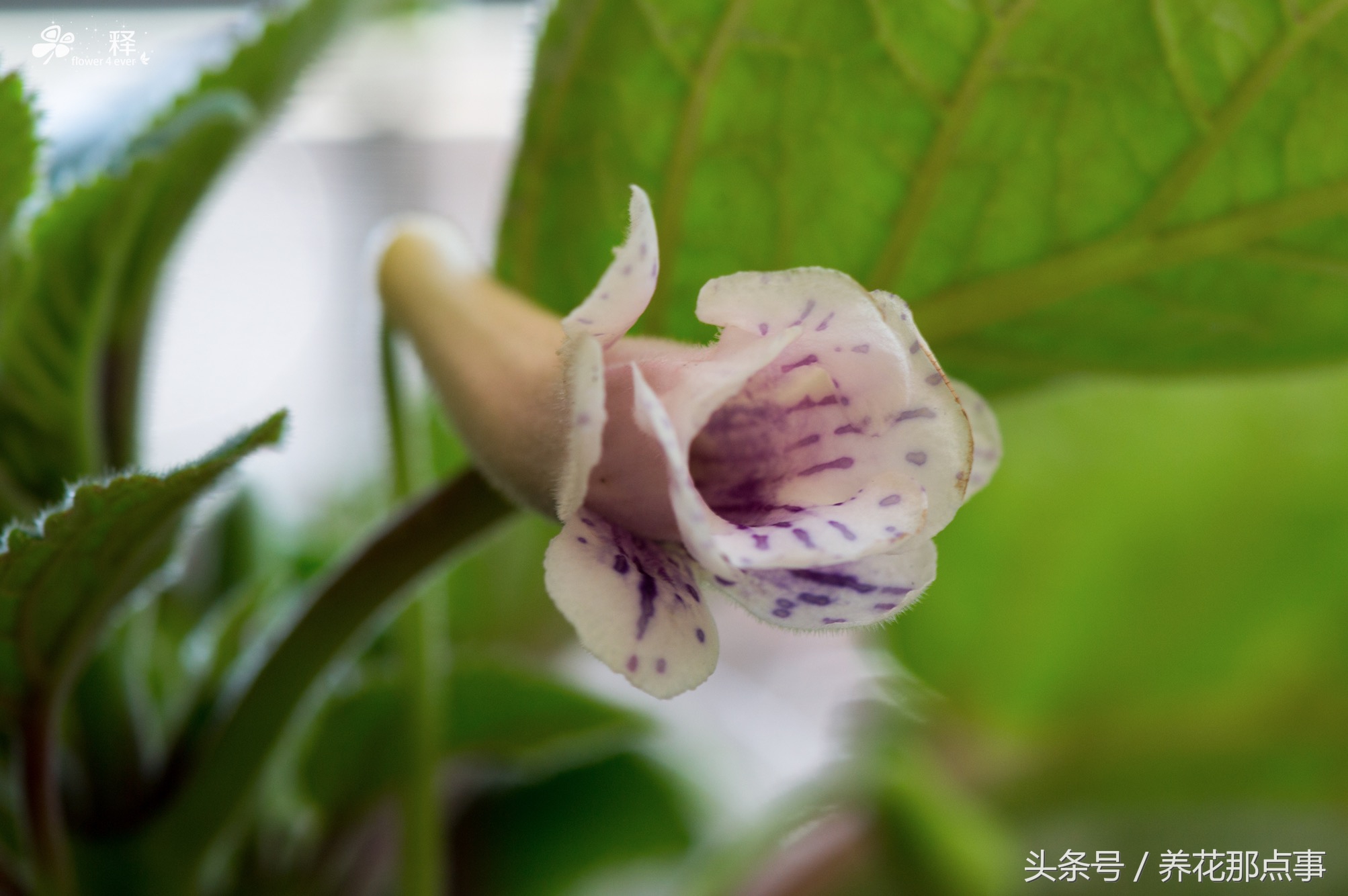 在鱼缸旁边种上这些花,不但花长得好而且还能给鱼缸增添色彩感