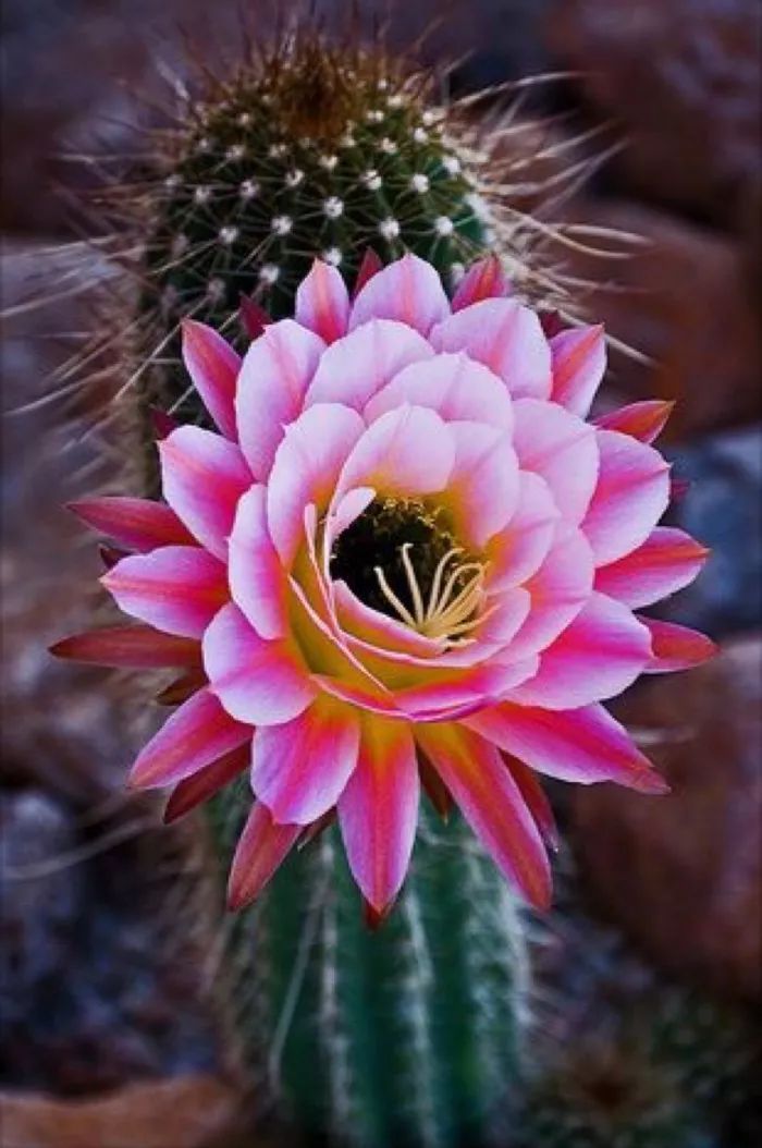 每朵花原唱完整版,每朵花完整版