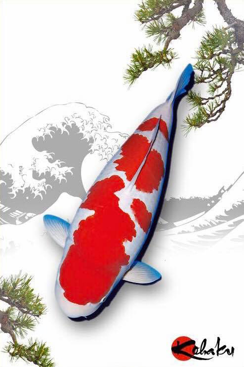 锦鲤风水鱼养几条,风水锦鲤饲养方法及注意事项