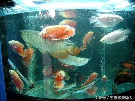 泰国斗鱼母鱼混养打架,斗鱼混养一定会打架吗