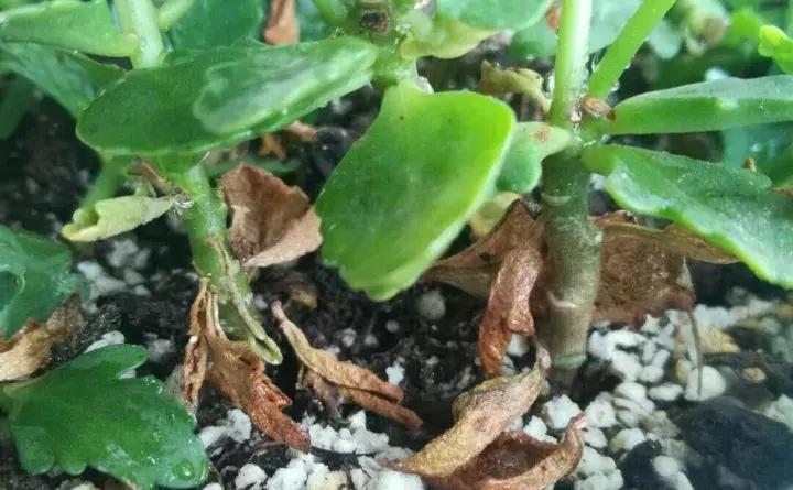 绿萝盆栽烂根了怎么办,君子兰绿萝叶子边发黄怎么办