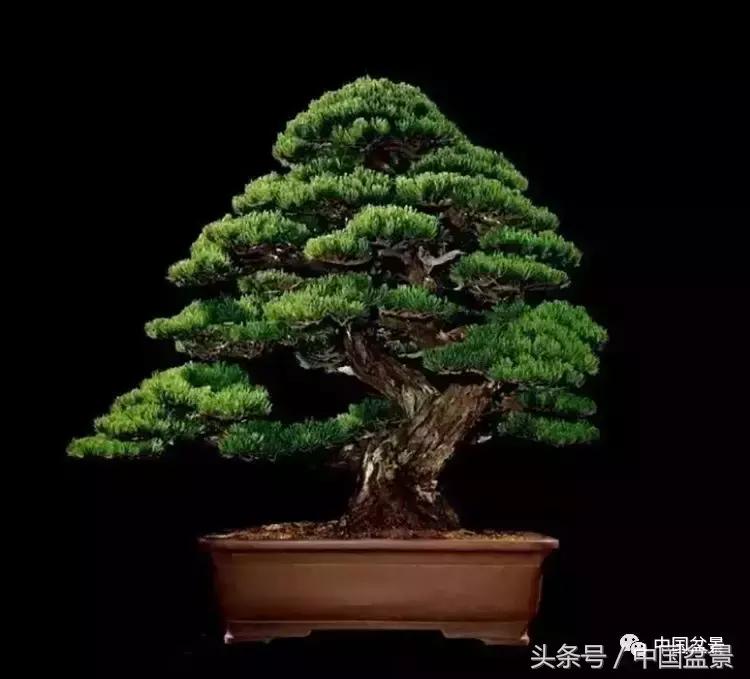 值得收藏的盆景养护常用技法