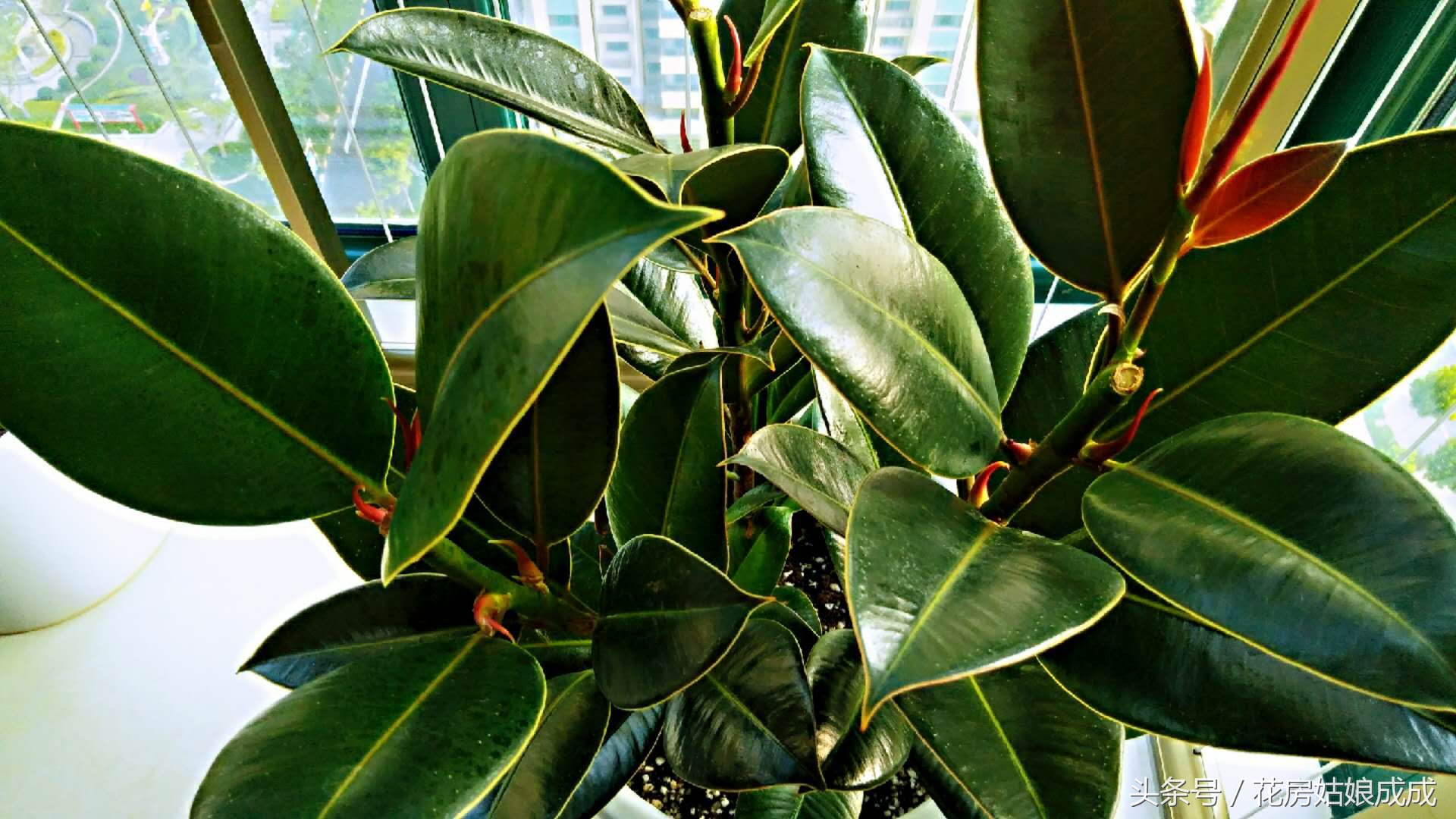 橡皮树如何养成老桩状态,怎么养橡皮树视频教程大全