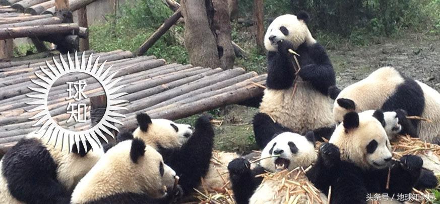 美帝再牛逼，遇见熊猫也得吸？地球知识局
