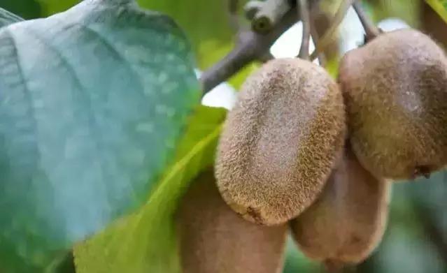 浙江最南端一座低调又迷人的小城,浙江最美隐世小城