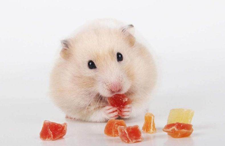 仓鼠颊囊炎怎么治疗视频,仓鼠颊囊炎的症状