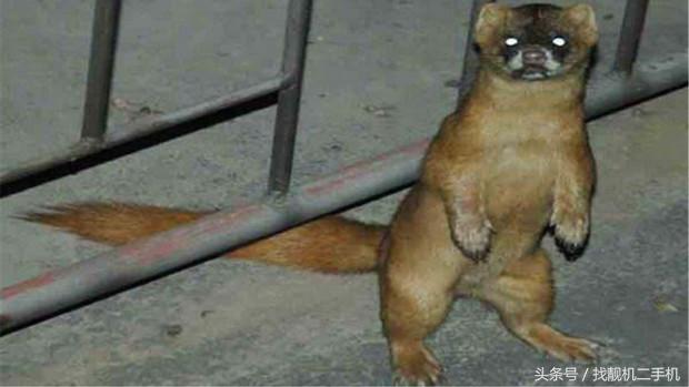 黄鼠狼来家里被打死了有什么征兆,打死黄鼠狼有什么禁忌吗