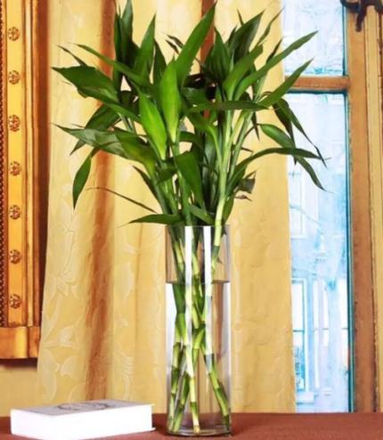 家里多养这4种花,家里养了这九种花进门就香气迷人