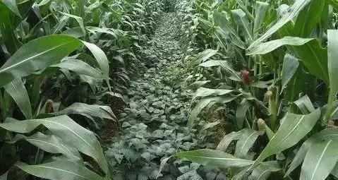 一亩地一年收入一般多少,一亩地真实纯收入能达一万元吗