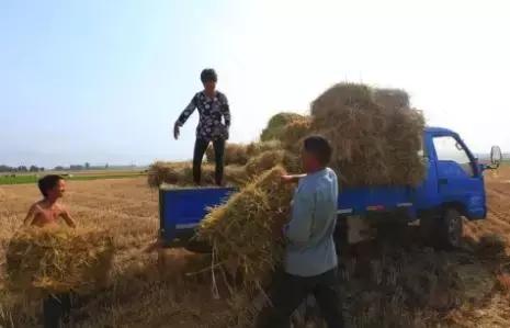 一亩地一年收入一般多少,一亩地真实纯收入能达一万元吗