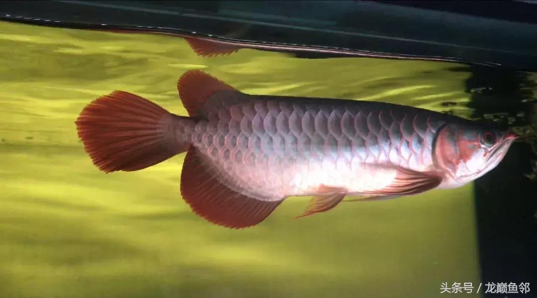 龙鱼太小了不吃食怎么办,龙鱼一直不吃怎么办