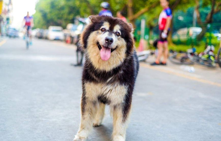 阿拉斯加颜值高、聪明讨喜，却有五大缺点，想养的人要考虑清楚！