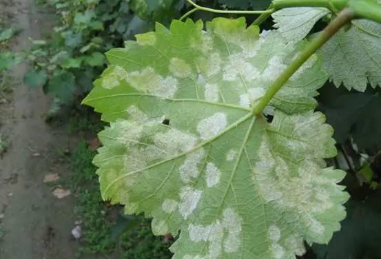 葡萄叶子烧边是什么病,葡萄叶子长白霜是怎么回事