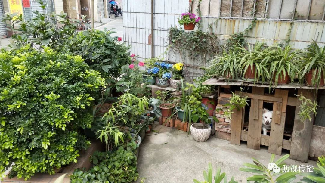 最美庭院评选,寻找最漂亮的花园小院