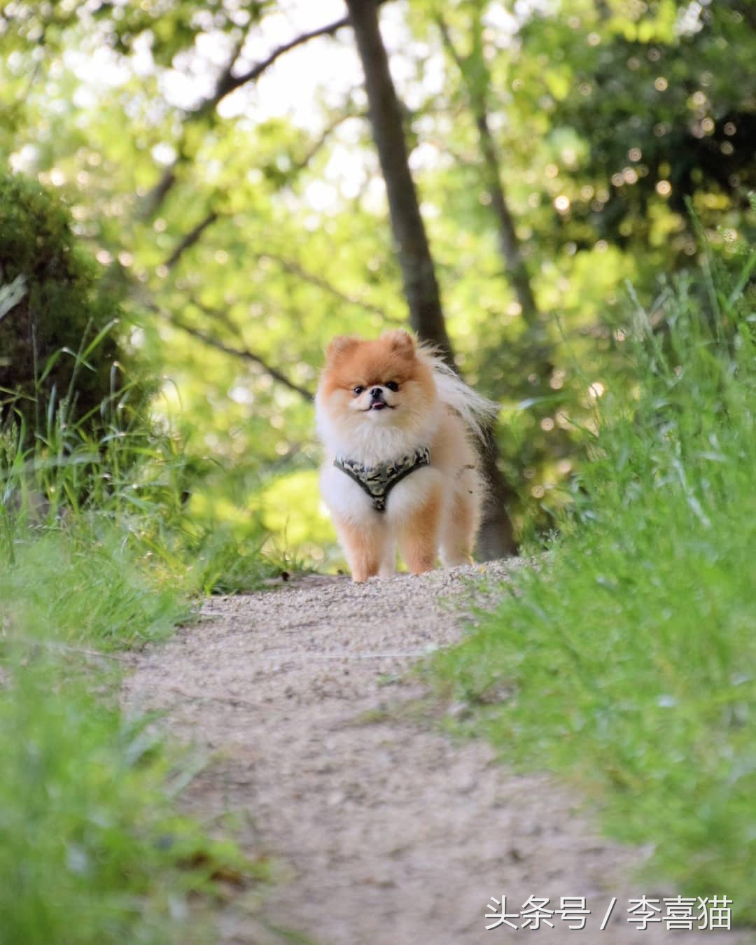 记忆中的狗狗不仅仅是童年的玩伴,记忆中的狗狗有哪些
